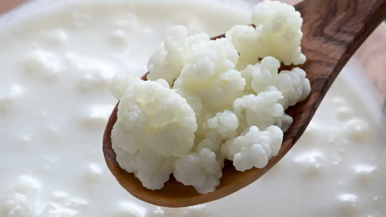 Kefirijyvät maidosta ja kefirijyvät vedestä: erot, edut ja mikä valita.