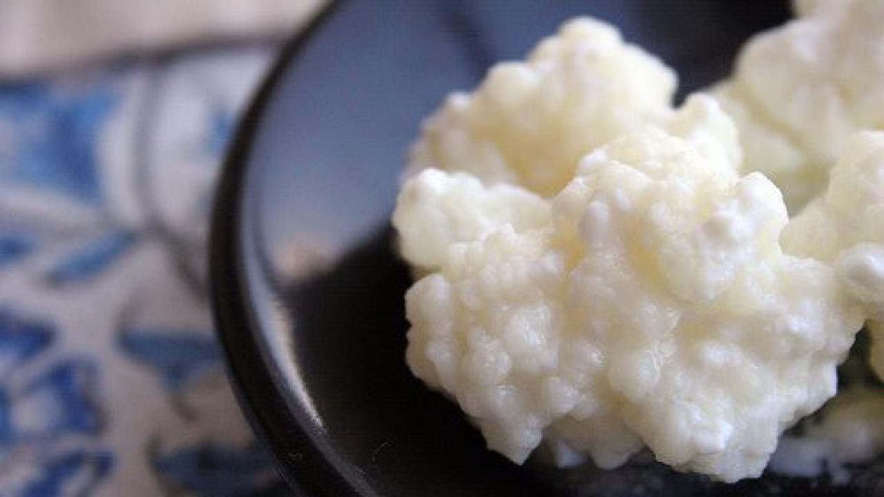 Kefirijyvät maidosta ja kefirijyvät vedestä: erot, edut ja mikä valita.