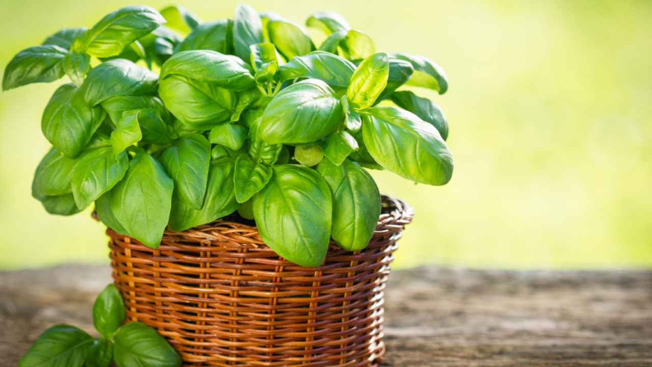 Sekoitan appelsiininkuorta ja basilikaa. Se sopii erinomaisesti paitsi ruoanlaittoon.